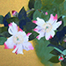 Nori Oya Gallery